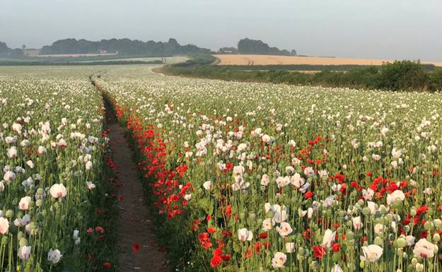 A field of flowers

Description automatically generated with medium confidence